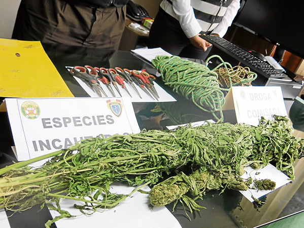 ICA: erradican más de 25 mil plantones de marihuana