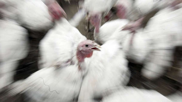 Perú cierra sus fronteras y prohíbe ingreso de productos avícolas de Chile