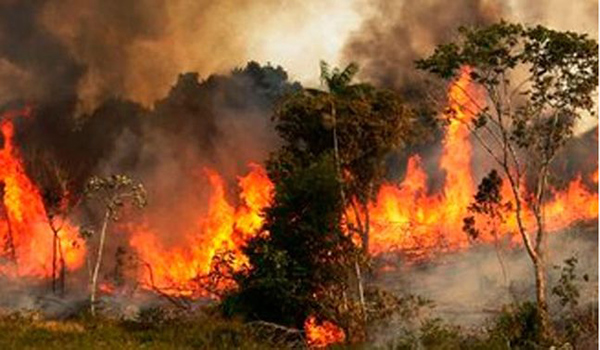 Más de 72 mil incendios forestales afectan el Amazonas en lo que va del año