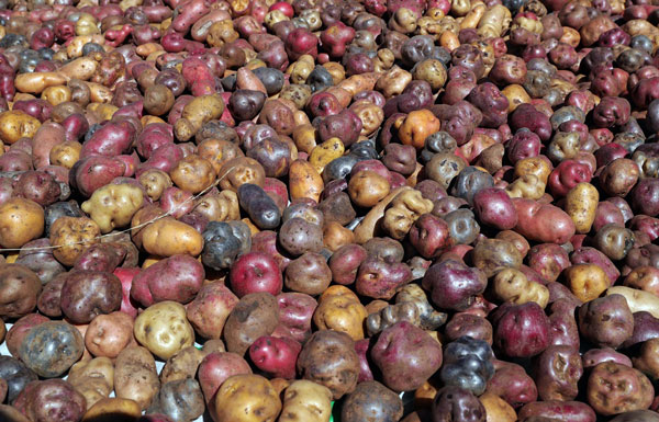 Papas de colores, desconocidas armas de PerÃº contra desnutriciÃ³n y cÃ¡ncer