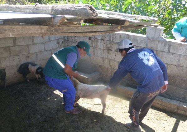 SENASA registra 11,548 cerdos vacunados contra la peste porcina en Apurímac