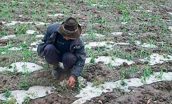 Huancavelica: Seguro Agrario pagará 650 soles por cultivos dañados 
