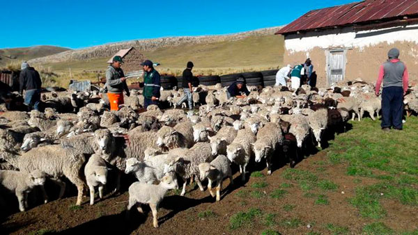 Huancavelica: entregarán más de 14 mil kits para combatir muerte de ganados