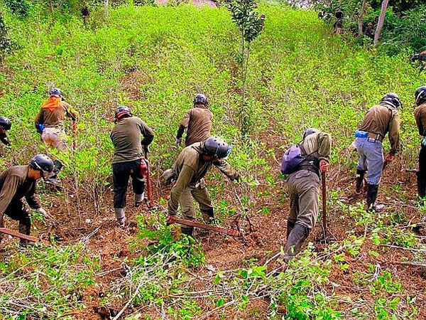 ONU: cultivos de hoja de coca crecen 14% en Perú y llegan a casi 50 mil hectáreas