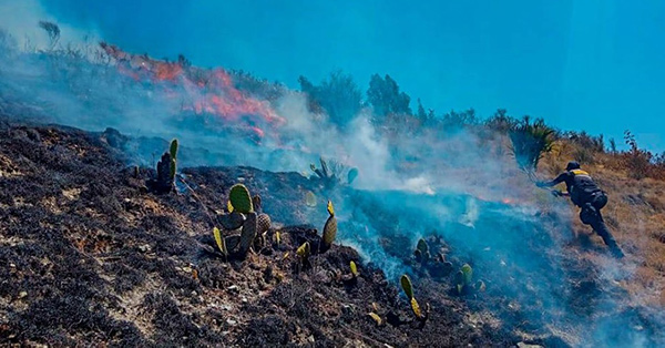 Logran sofocar incendio forestal en sector de Ccoyahuacho 