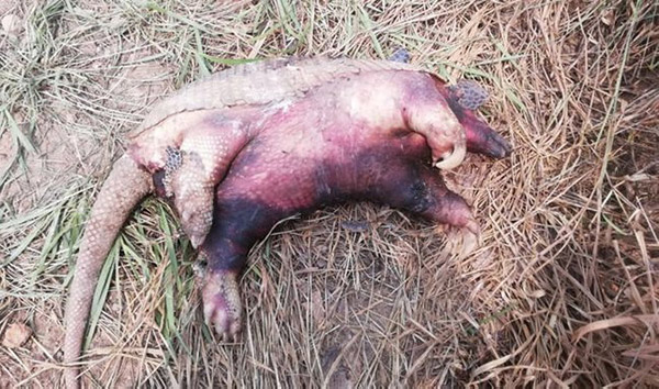 Madre de Dios: encuentran animales muertos por focos de calor e incendios forestales 