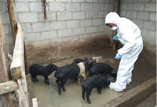 SENASA mantiene bajo control brote de peste porcina en Abancay