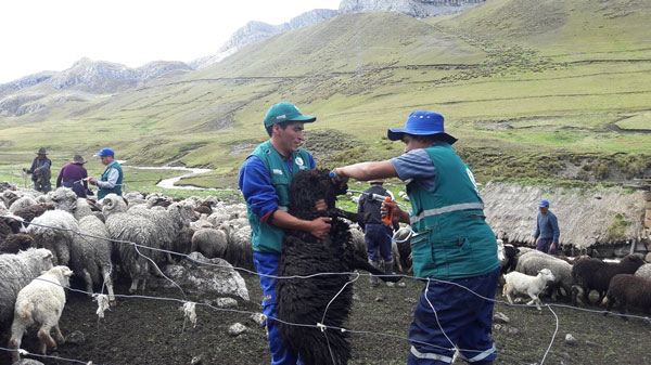 Apurímac:MINAGRI vacunan a ovinos en sectores en emergencia por bajas temperaturas 