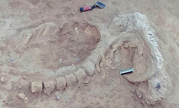 Ayacucho: hallan restos óseos de animal con más de 10 mil años de antigüedad