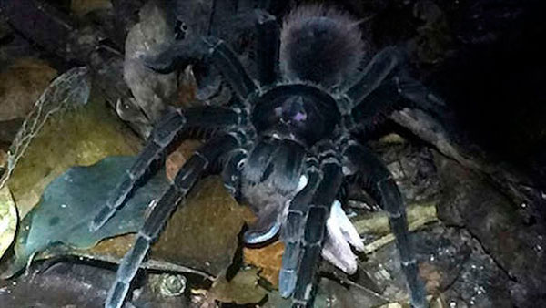 Madre de Dios: enorme tarÃ¡ntula es captada por primera vez devorando una zarigÃ¼eya