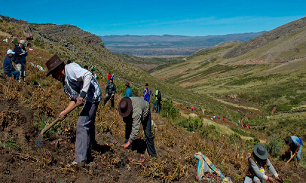 Andahuaylas: cultivos de papa va en aumento y podrÃ­a ocasionar una nueva crisis en la oferta
