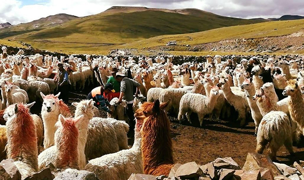  Minagri inicia capacitación y asistencia técnica a criadores de alpacas
