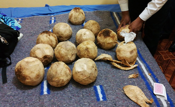 Encuentran más de 16 kilos de clorhidrato de cocaína ocultos en cocos 