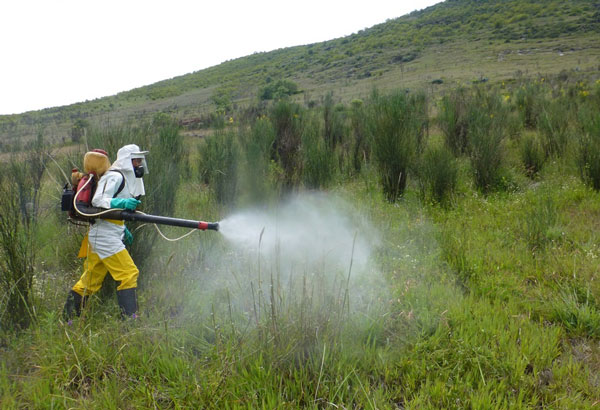 MINAGRI y productores organizados controlan plaga de langostas en Huayllati