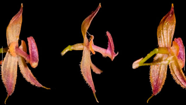 Huánuco: Anuncian el descubrimiento de una nueva orquídea