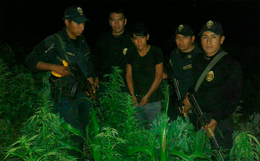 Chincheros: PNP halla cinco mil plantones de mariguana en Huamina â€“ Chullama.