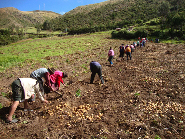 SENASA: Acciones de Sanidad Agraria garantizan cultivos de papa a nivel nacional
