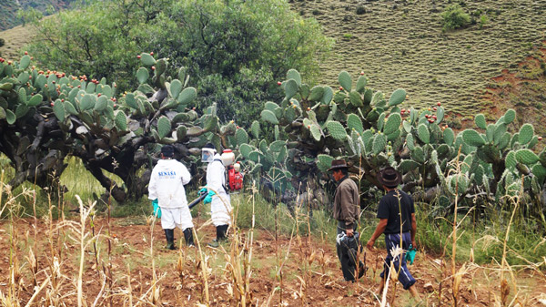SENASA: Plaga de langosta no es riesgo para la agricultura en ApurÃ­mac