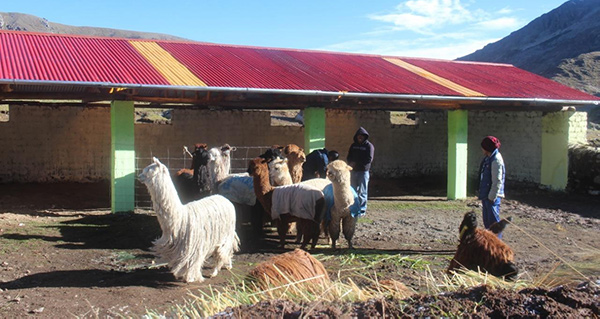 Minagri: 226 500 alpacas y ovinos contarán con cobertizos ante heladas en nueve regiones del país