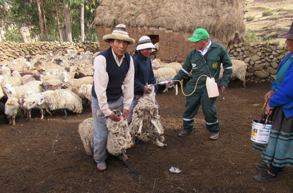 Agencia Agraria Challhuahuacho atendiÃ³ a 27 mil 734 ganados ovinos, vacunos y camÃ©lidos sudamericanos