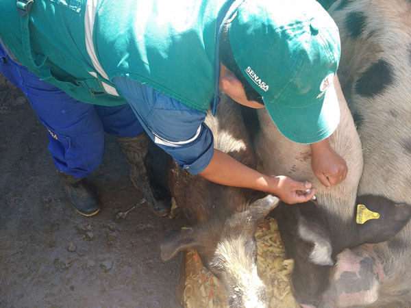 Senasa atenderá a más de 59 mil cerdos para prevenir la peste porcina