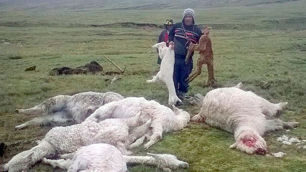 Rayo fulmina 20 alpacas en medio de tormenta