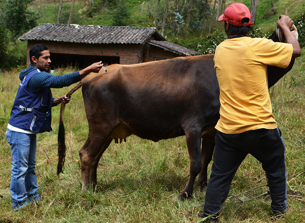Agricultura Andahuaylas realizó campaña de aplicación de vitaminas reconstituyentes y antibioticos a ganado vacuno.