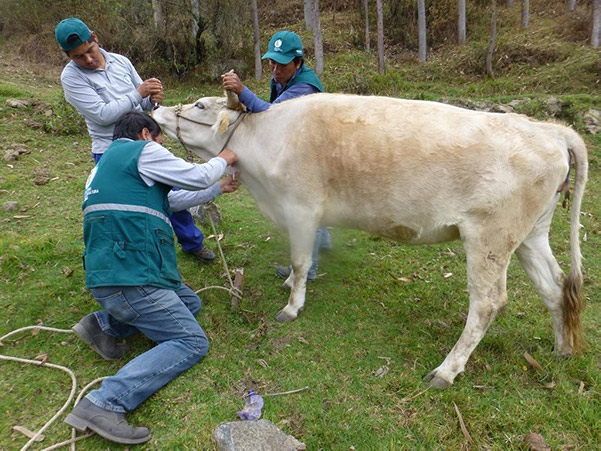  Evalúan más de 800 animales para descartar presencia de brucelosis bovina en Apurímac