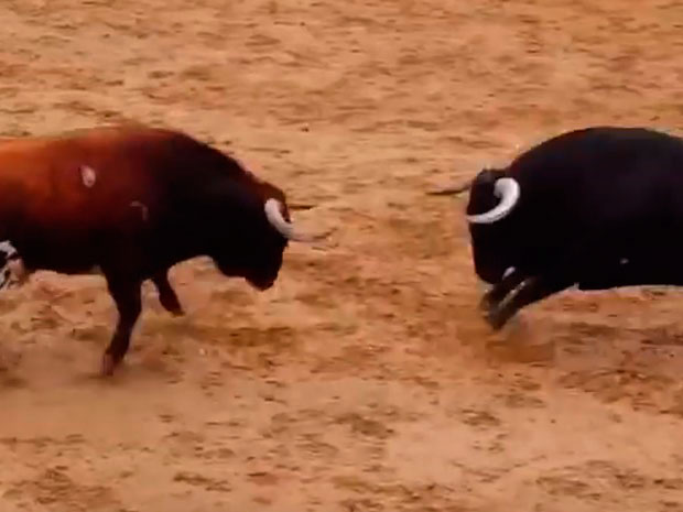 YouTube: dos toros mueren al instante tras chocar de frente en EspaÃ±a