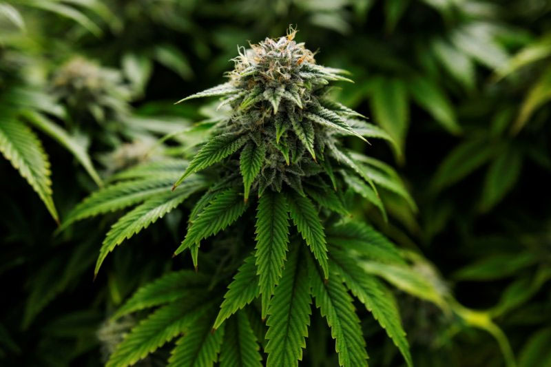 Cannabis medicinal: pacientes reclaman falta de acceso y piden nuevo proyecto de ley