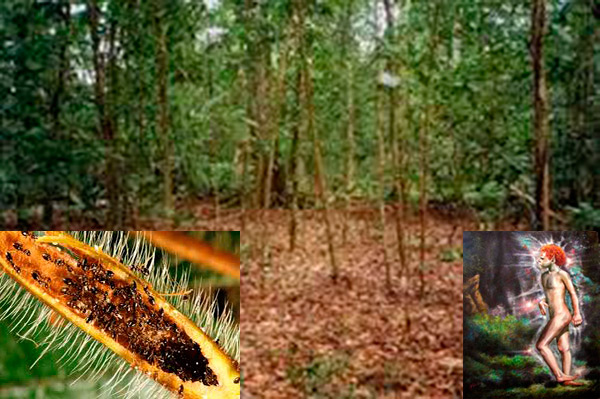 El Ã¡rbol y la hormiga: Â¿QuÃ© son los 