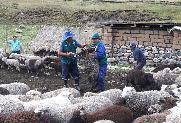 Senasa intensifica atención a ovinos en zonas altoandinas de Apurímac