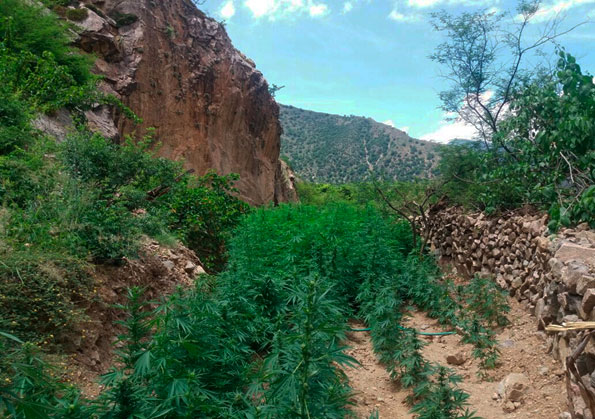 2500 plantones de marihuana decomiso la PNP de Chincheros.