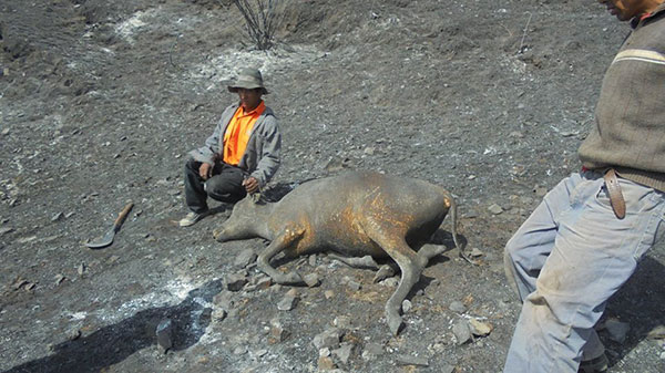 Chincheros: Incendio forestal arrasÃ³ 65 hectÃ¡reas y animales carbonizados en Ocobamba.