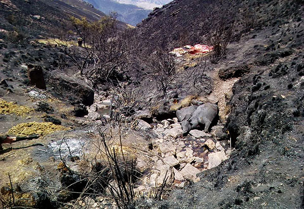 Andahuaylas: Inescrupulosos generaron gigantesco incendio en Cotahuacho.