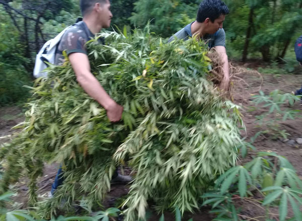 Fiscalía incineró 1500 plantones e incautó 12 kilos de marihuana en Amazonas