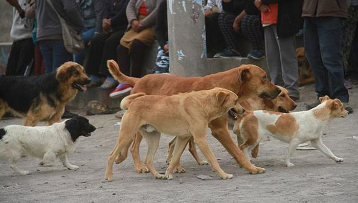 Arequipa: aumentan a 18 los casos de rabia canina en menos de dos meses