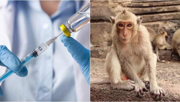 Vacuna contra la COVID-19 probada en monos dio resultados positivos