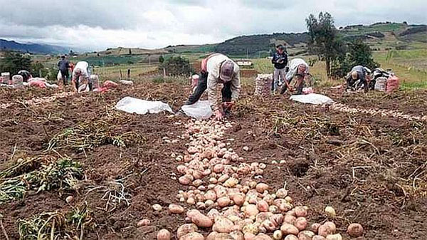 Agrobanco dejÃ³ de atender a 56 mil pequeÃ±os productores por malos prÃ©stamos