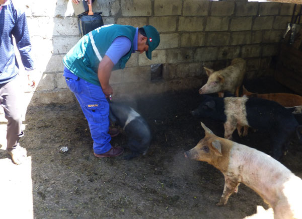 SENASA registra más de 44 mil cerdos vacunados en Apurímac