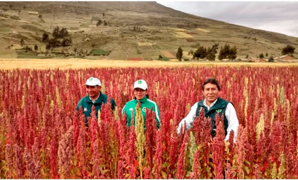 Huancavelica: registrÃ³ una producciÃ³n de mÃ¡s de 1100 toneladas de quinua