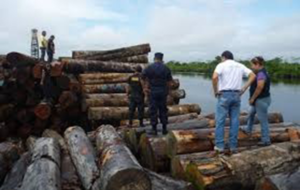 Madre de Dios: Ejecutan operativo inopinado contra el trÃ¡fico ilegal de madera