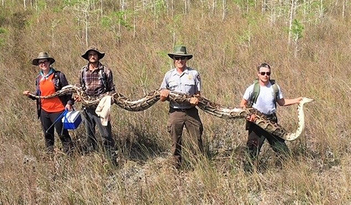 El Python mÃ¡s grande encontrado en Everglades tiene un secreto