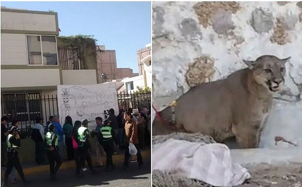 Arequipa: protestan contra Serfor y exigen justicia por muerte de puma 