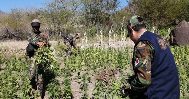 Ayacucho: Policía destruye 98 mil 808 plantaciones de marihuana en el VRAEM