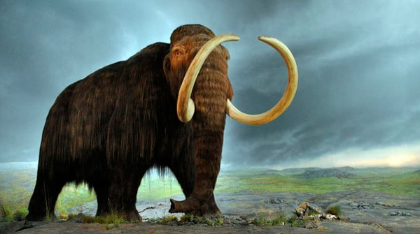 Científicos lograron activar células de mamut de 28 mil años de edad