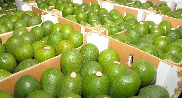 Moquegua: productores de Omate inician exportaciÃ³n de palta hacia el mercado chileno