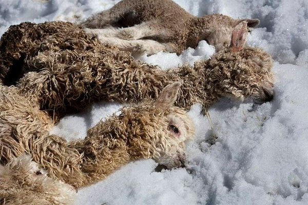 Puno: Se perdieron más de 8 mil animales debido a nevadas