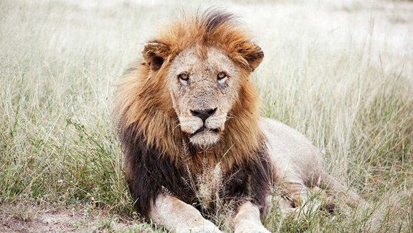 Un león atacó a pareja mientras dormía en un safari y le arrancó parte de brazo al hombre