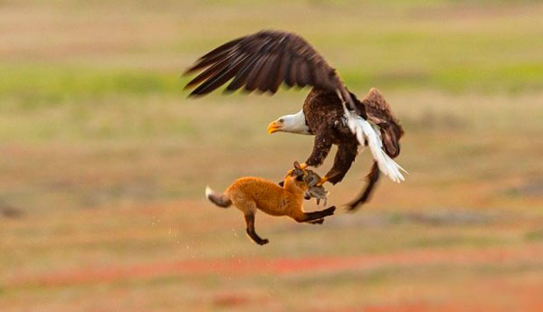 Ãguila y zorro protagonizan lucha a muerte por pedazo de comida